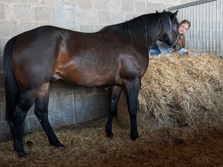 Caballo cuarto de milla Semental 3 años 160 cm Castaño oscuro in Herren Sulzbach