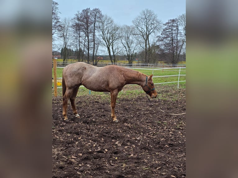 Caballo cuarto de milla Semental 3 años 160 cm Ruano alazán in Winsen (Aller)