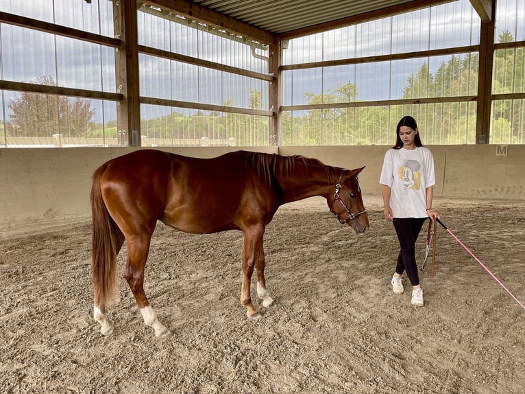 Caballo cuarto de milla Semental 3 años Alazán in Rheinfelden