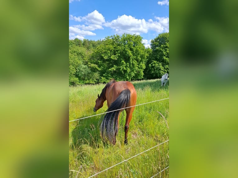 Caballo cuarto de milla Semental 3 años Castaño in Frankfurt am Main