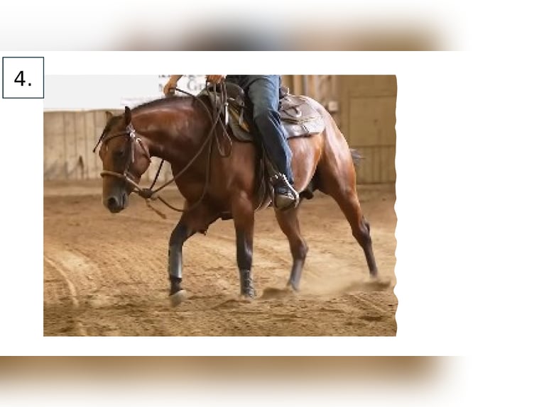 Caballo cuarto de milla Semental 3 años Castaño in Wiesbaden