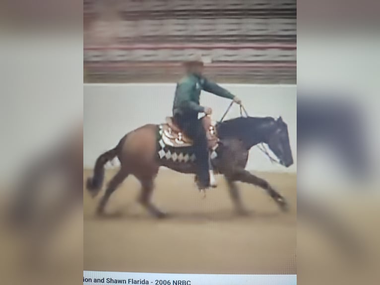 Caballo cuarto de milla Semental 3 años Castaño rojizo in Büttelborn