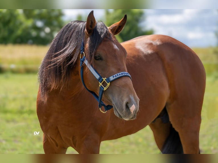 Caballo cuarto de milla Semental 3 años Castaño rojizo in Büttelborn