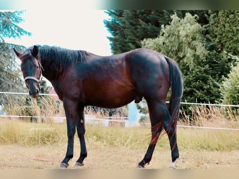 Caballo cuarto de milla Semental 3 años Negro in Hennef