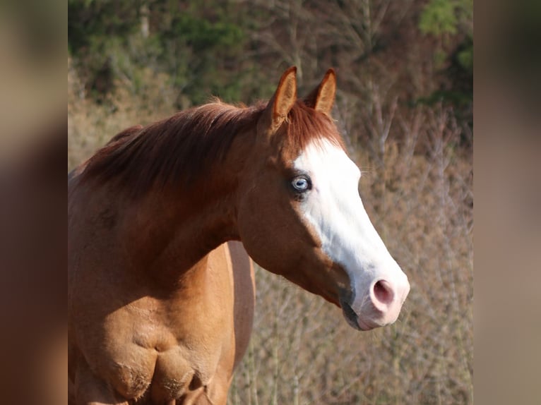 Caballo cuarto de milla Semental 3 años Red Dun/Cervuno in Bell