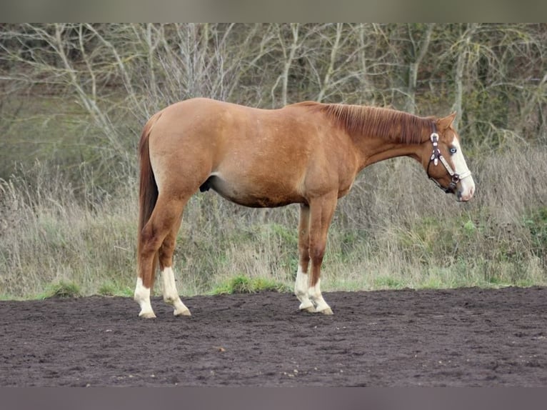 Caballo cuarto de milla Semental 3 años Red Dun/Cervuno in Bell