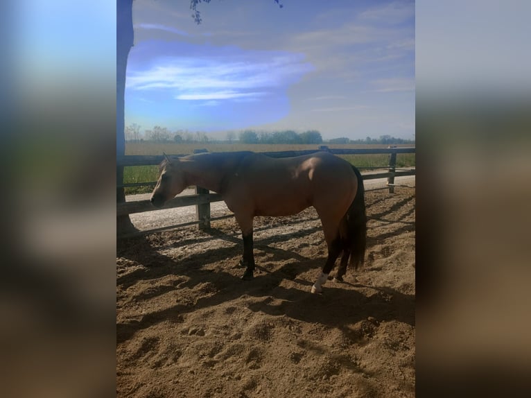 Caballo cuarto de milla Semental 3 años in Loranze&#39;