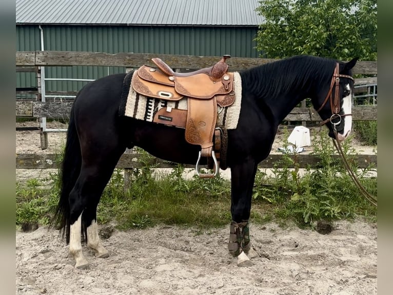 Caballo cuarto de milla Semental 4 años 140 cm Negro in Barneveld