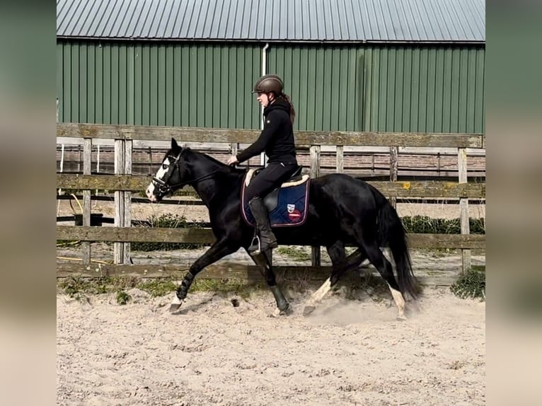 Caballo cuarto de milla Semental 4 años 140 cm Negro in Barneveld