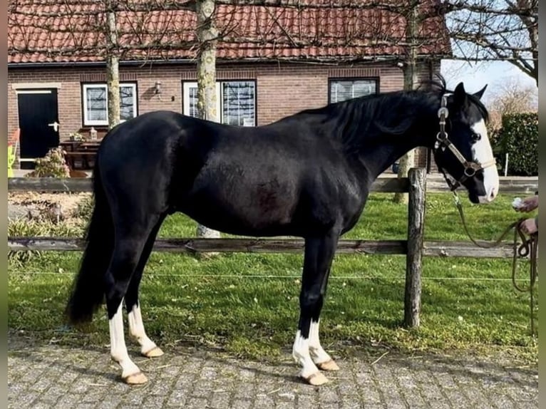 Caballo cuarto de milla Semental 4 años 140 cm Negro in Barneveld