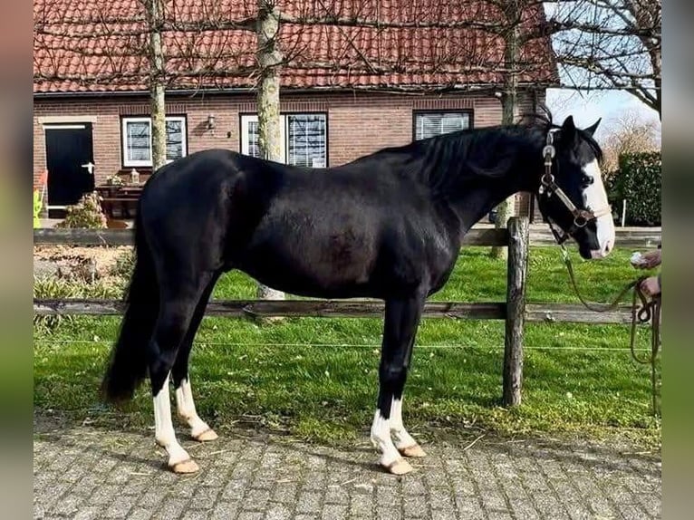 Caballo cuarto de milla Semental 4 años 141 cm Negro in Barneveld