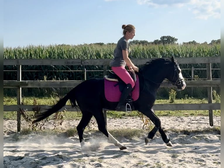 Caballo cuarto de milla Semental 4 años 141 cm Negro in Barneveld