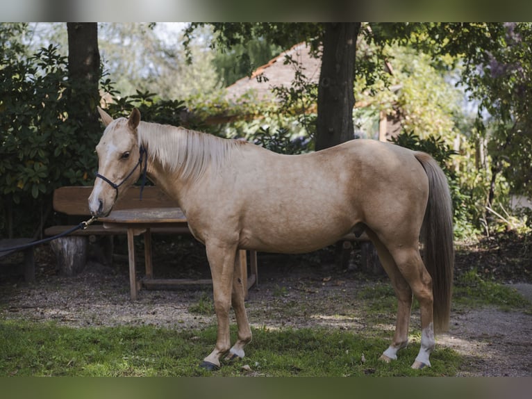 Caballo cuarto de milla Semental 4 años 145 cm Palomino in Wouwse Plantage