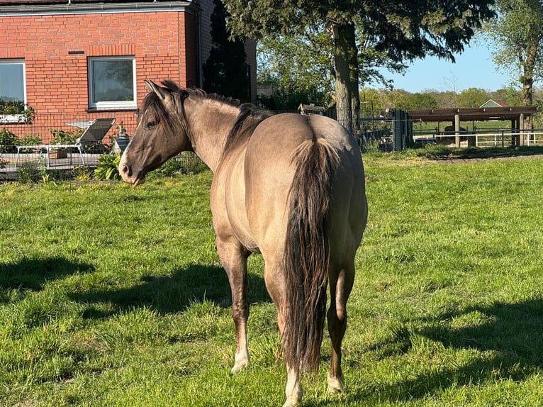 Caballo cuarto de milla Semental 4 años 148 cm Grullo in Haselünne