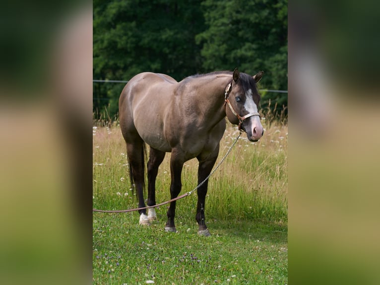Caballo cuarto de milla Semental 4 años 149 cm Grullo in Lalling