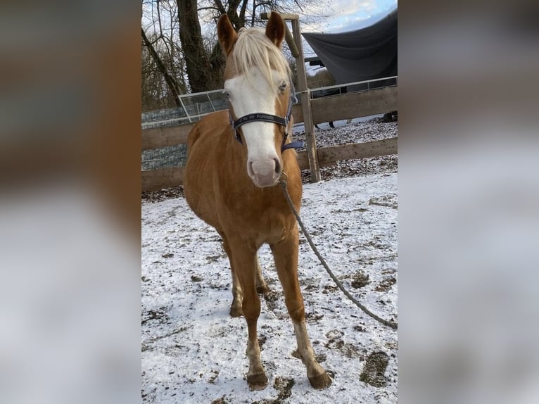 Caballo cuarto de milla Semental 4 años 150 cm Palomino in Wittlich