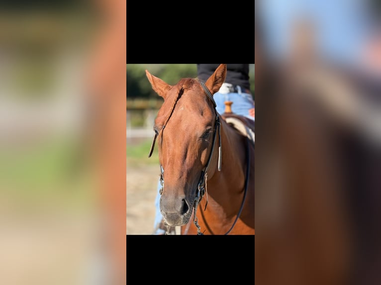 Caballo cuarto de milla Semental 4 años 155 cm Alazán in Samolaco