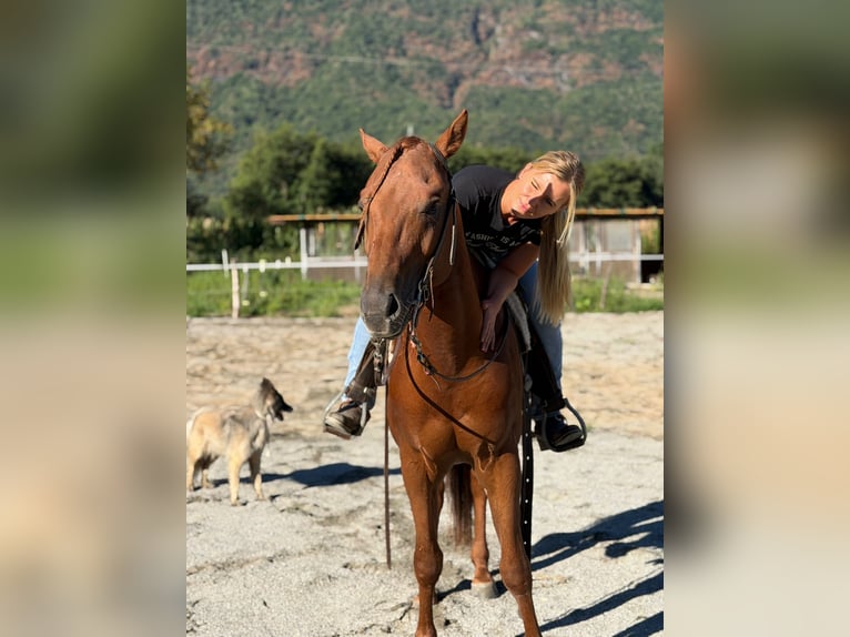 Caballo cuarto de milla Semental 4 años 155 cm Alazán in Samolaco