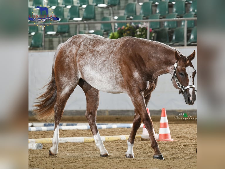 Caballo cuarto de milla Semental 4 años 155 cm Ruano alazán in Prague