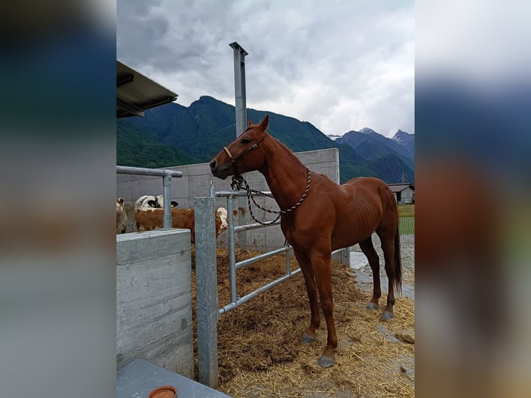 Caballo cuarto de milla Semental 4 años 156 cm Alazán in Samolaco