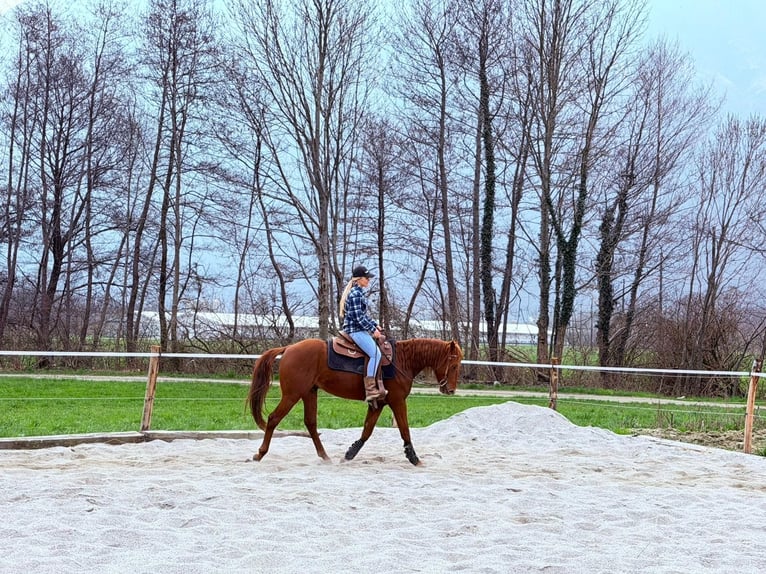 Caballo cuarto de milla Semental 4 años 156 cm Alazán in Samolaco