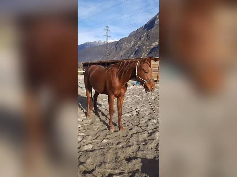 Caballo cuarto de milla Semental 4 años 156 cm Alazán in Samolaco