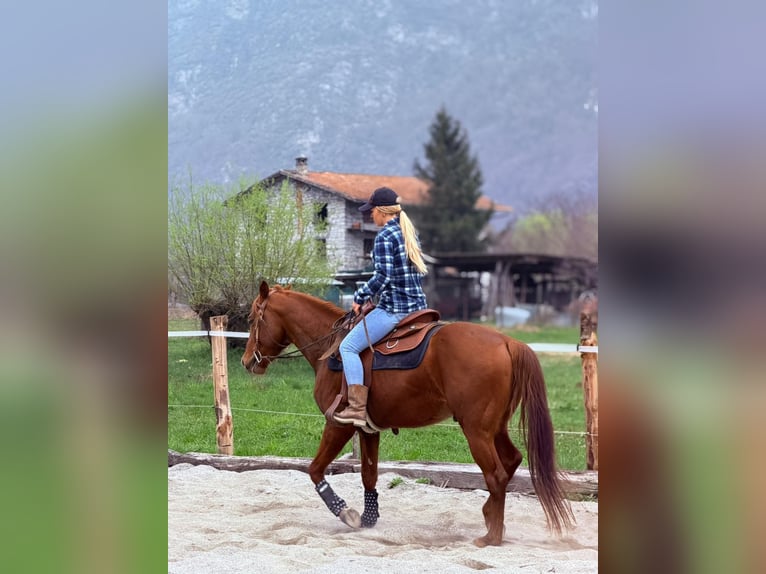 Caballo cuarto de milla Semental 4 años 156 cm Alazán in Samolaco