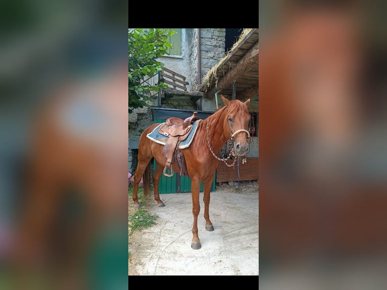 Caballo cuarto de milla Semental 4 años 156 cm Alazán in Samolaco