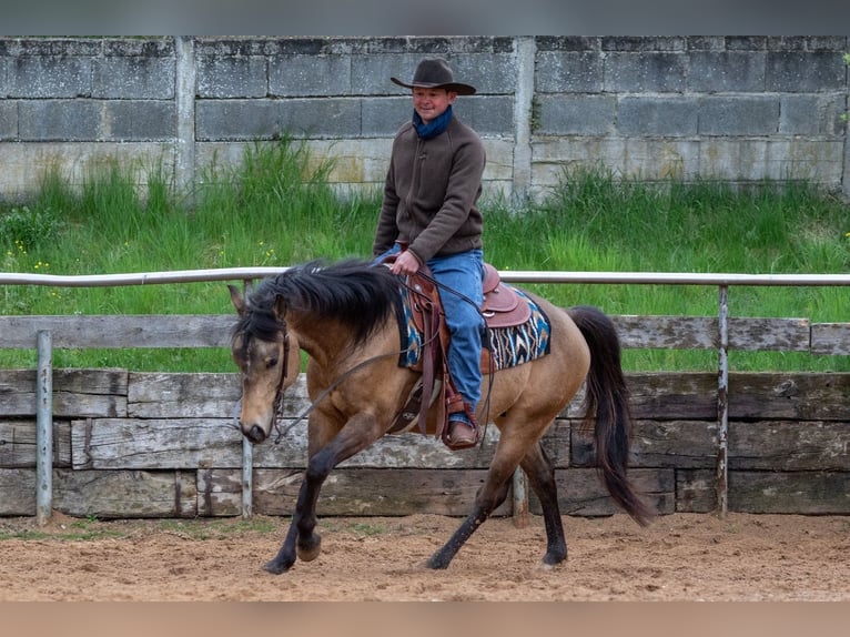 Caballo cuarto de milla Semental 4 años Buckskin/Bayo in Ehingen
