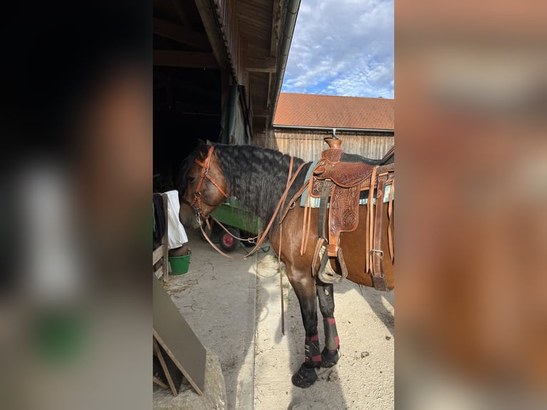 Caballo cuarto de milla Mestizo Semental 5 años 143 cm Castaño in Aufseß