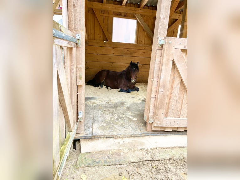 Caballo cuarto de milla Mestizo Semental 5 años 143 cm Castaño in Aufseß