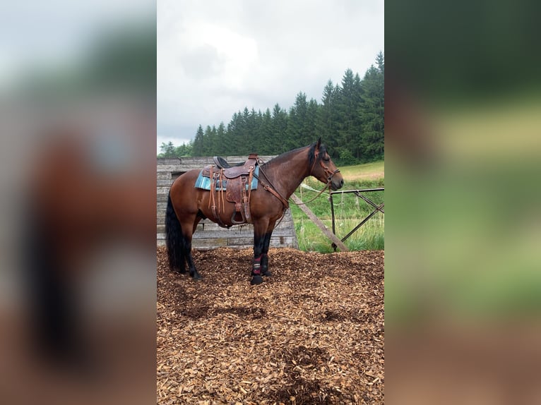 Caballo cuarto de milla Mestizo Semental 5 años 143 cm Castaño in Aufseß
