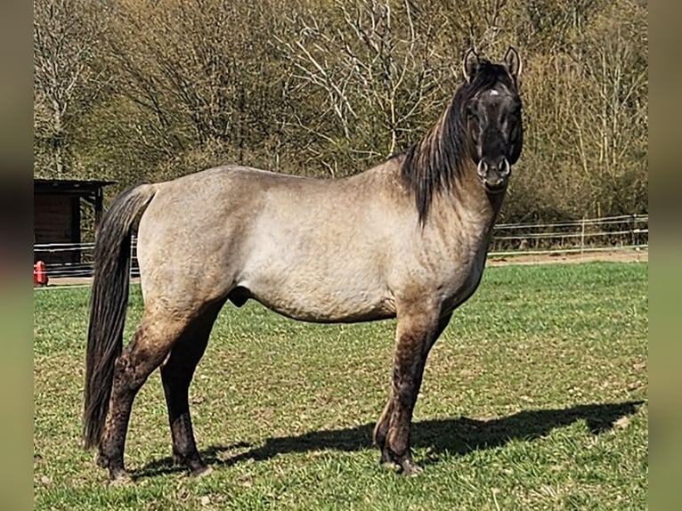Caballo cuarto de milla Semental 5 años 148 cm Grullo in Weilmünster