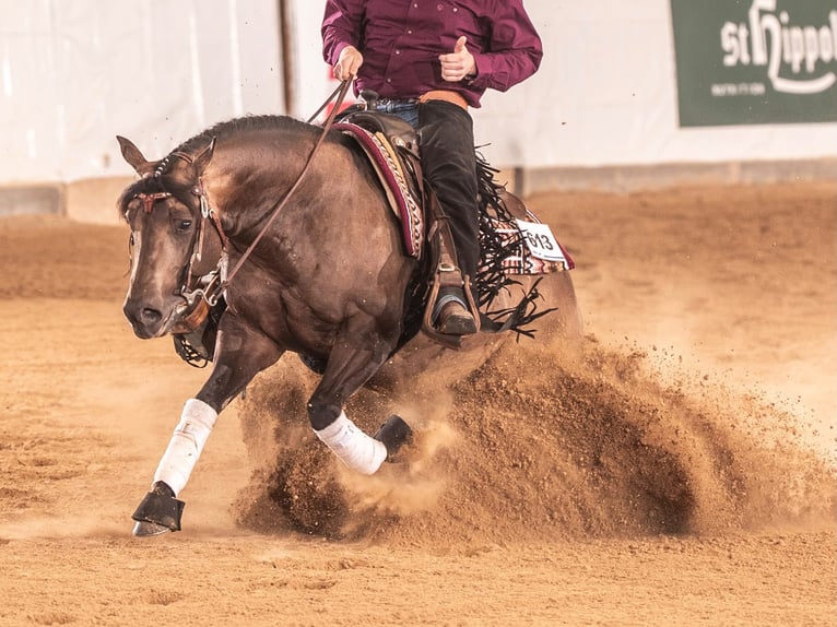 Caballo cuarto de milla Semental 5 años 149 cm Buckskin/Bayo in Reichweiler