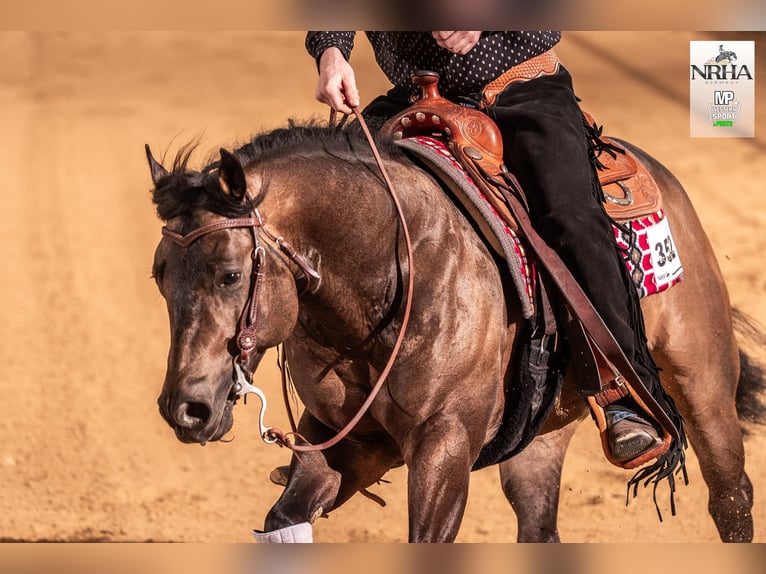 Caballo cuarto de milla Semental 5 años 149 cm Buckskin/Bayo in Reichweiler