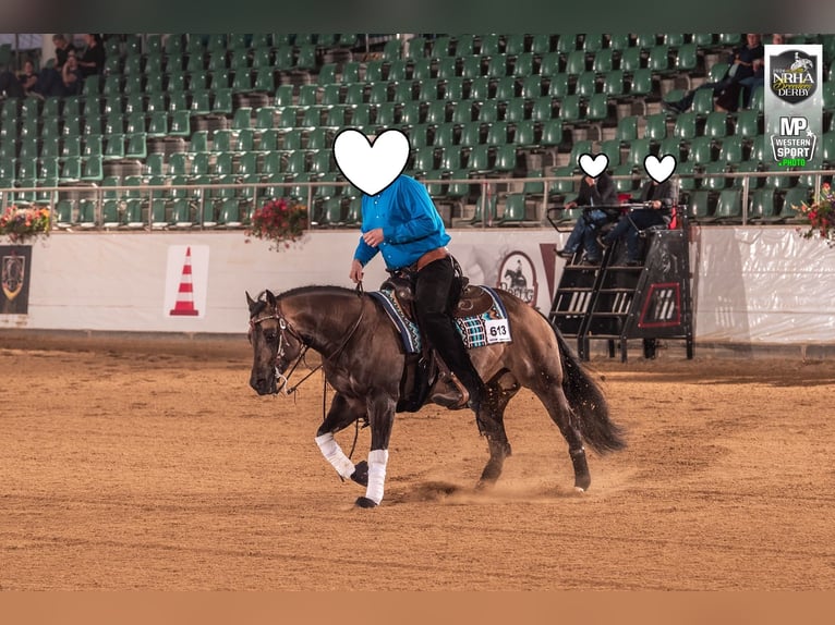 Caballo cuarto de milla Semental 5 años 149 cm Buckskin/Bayo in Reichweiler