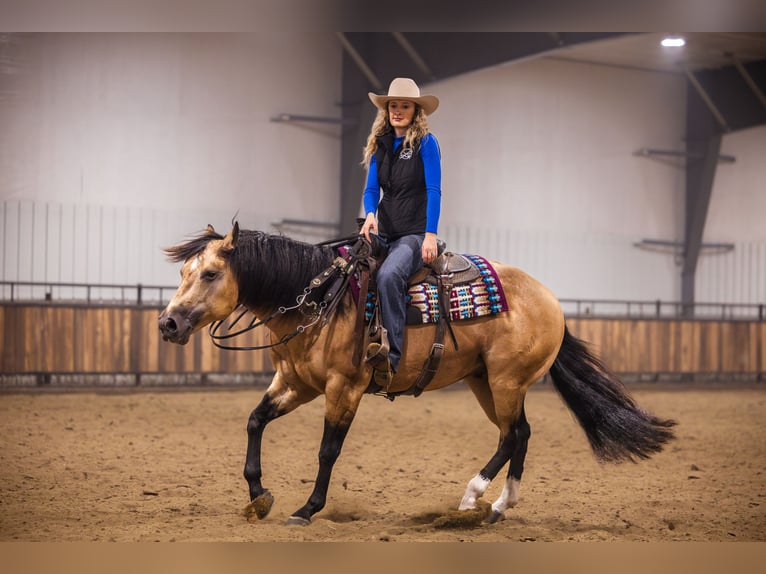 Caballo cuarto de milla Semental 5 años 152 cm Buckskin/Bayo in Canistota