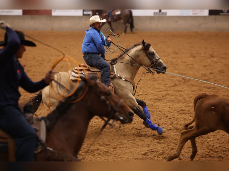 Caballo cuarto de milla Semental 5 años 152 cm Buckskin/Bayo in Canistota