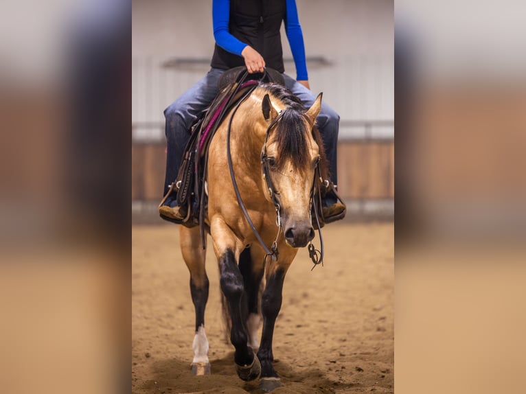 Caballo cuarto de milla Semental 5 años 152 cm Buckskin/Bayo in Canistota