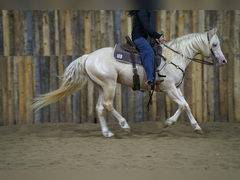 Caballo cuarto de milla Semental 5 años 152 cm Cremello in Brandon
