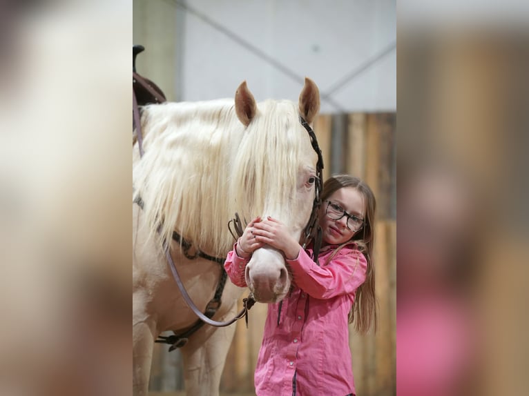 Caballo cuarto de milla Semental 5 años 152 cm Cremello in Brandon