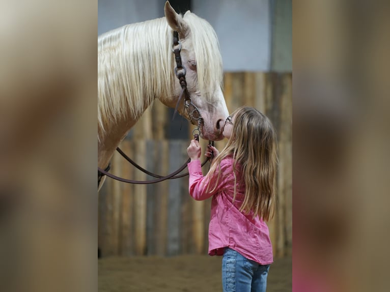 Caballo cuarto de milla Semental 5 años 152 cm Cremello in Brandon
