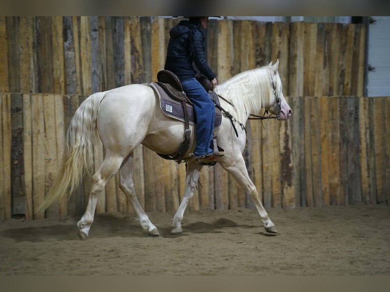 Caballo cuarto de milla Semental 5 años 152 cm Cremello in Brandon