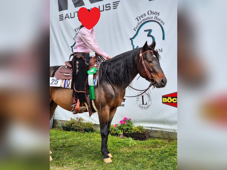 Caballo cuarto de milla Semental 6 años 148 cm Castaño in Winsen (Aller)