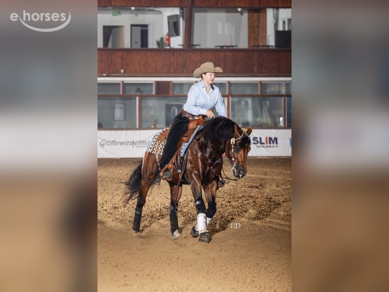 Caballo cuarto de milla Semental 6 años 150 cm Castaño in Bergeijk
