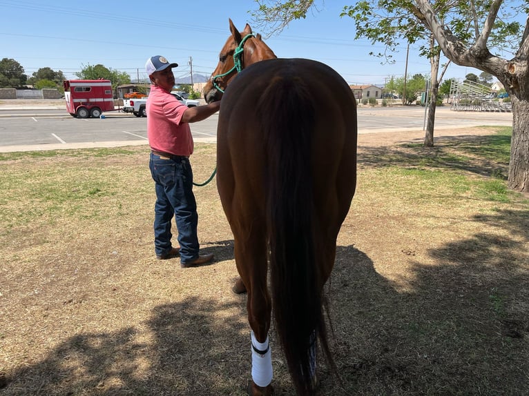 Caballo cuarto de milla Semental 6 años 152 cm Alazán rojizo in Socorra, TX
