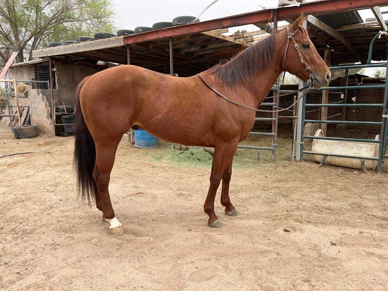 Caballo cuarto de milla Semental 6 años 152 cm Alazán rojizo in Socorra, TX