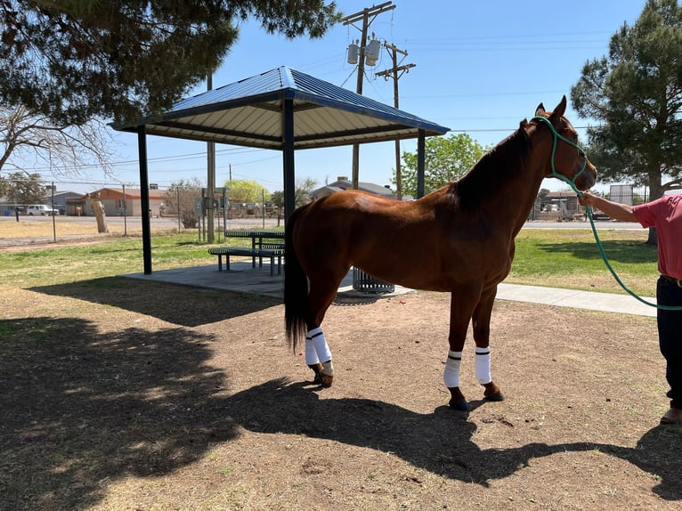 Caballo cuarto de milla Semental 6 años 152 cm Alazán rojizo in Socorra, TX