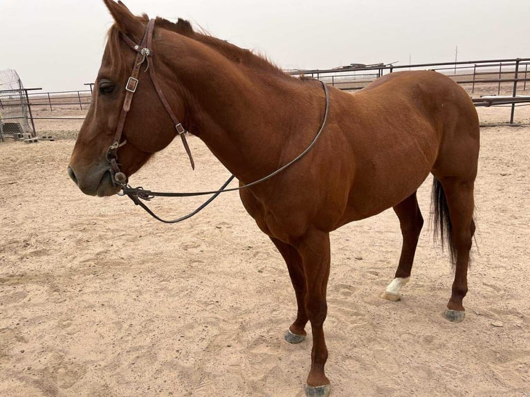 Caballo cuarto de milla Semental 6 años 152 cm Alazán rojizo in Socorra, TX