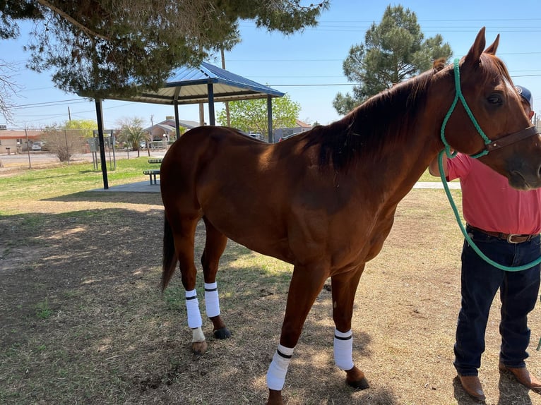Caballo cuarto de milla Semental 6 años 152 cm Alazán rojizo in Socorra, TX